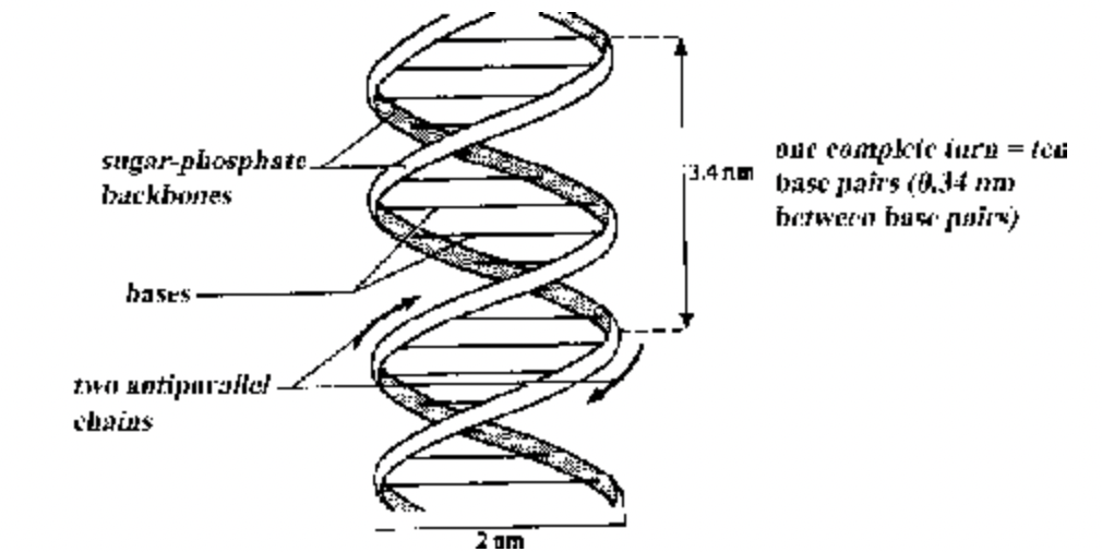 Nucleic Acid